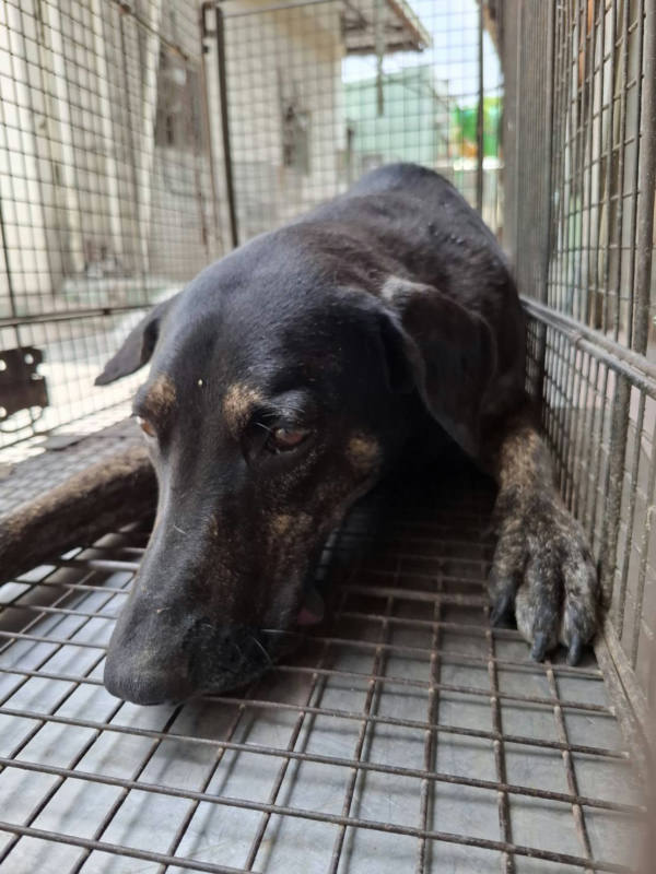 台南市待認養狗 混種犬