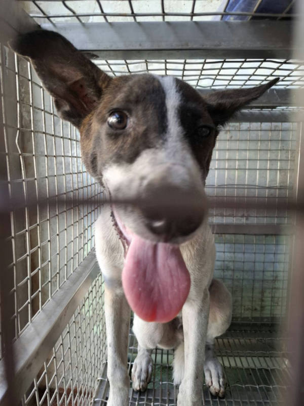 台南市待認養狗 混種犬