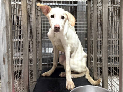 高雄市待認養狗｜混種犬｜白色｜公