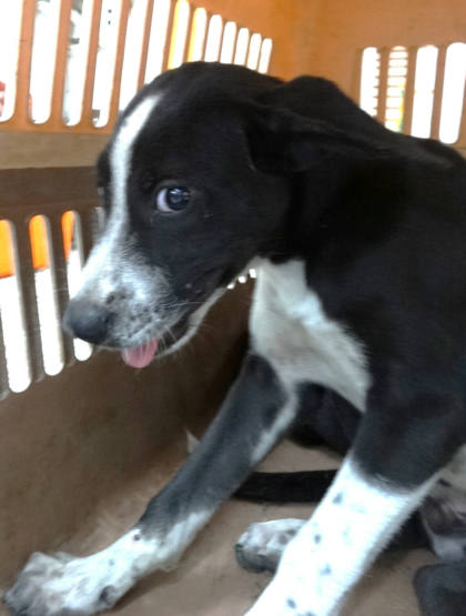 宜蘭縣待認養狗｜混種犬｜黑白色｜母