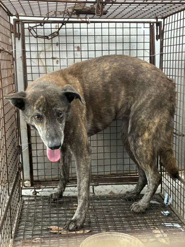彰化縣待認養狗 混種犬