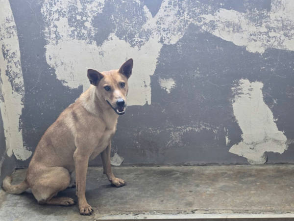 新竹市待認養狗 混種犬