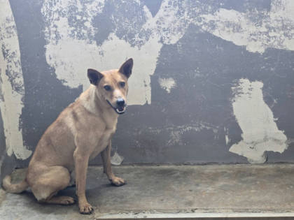 新竹市待認養狗｜混種犬｜黃色｜公