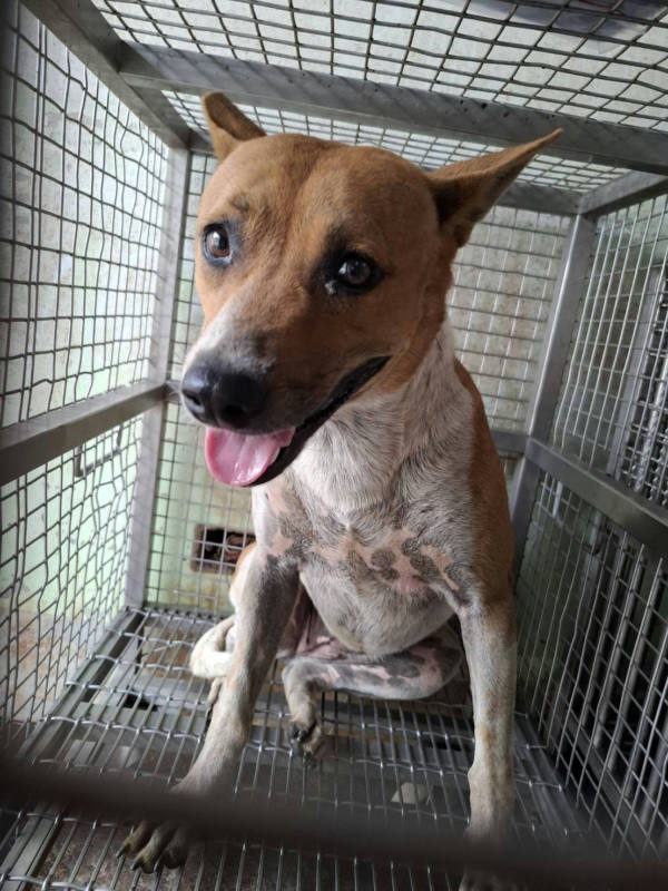 台南市待認養狗 混種犬