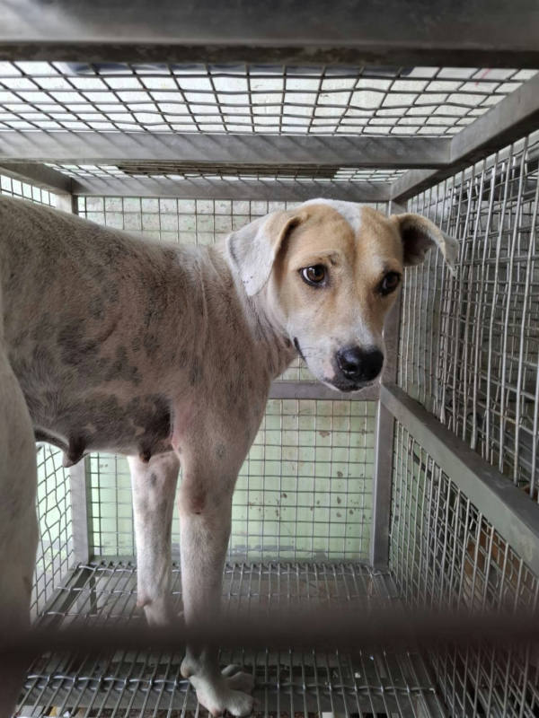 台南市待認養狗 混種犬