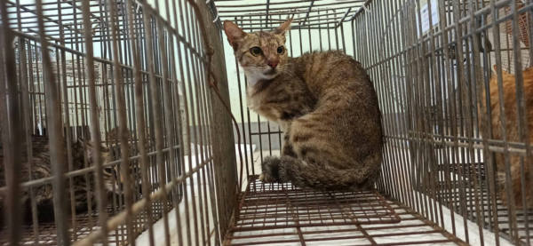 金門縣待認養貓 混種貓