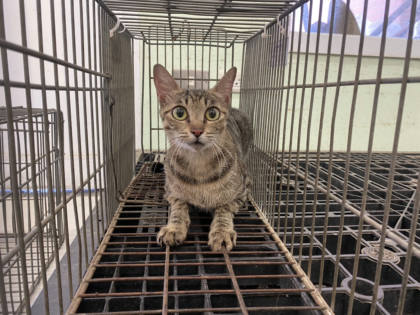 金門縣待認養貓｜混種貓｜母
