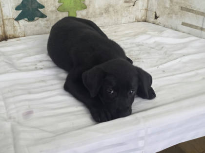 高雄市待認養狗｜混種犬｜黑色｜母