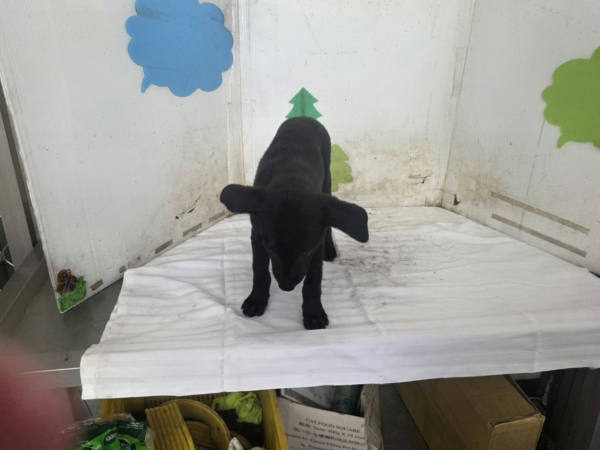 高雄市待認養狗 混種犬