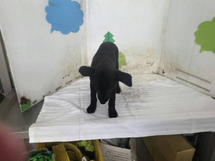 高雄市待認養狗｜混種犬｜黑色｜母