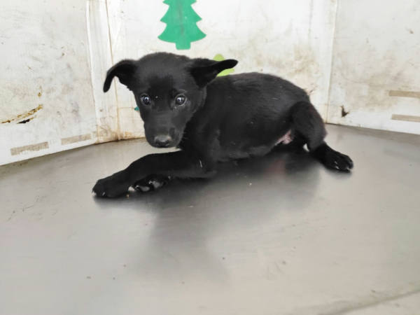 高雄市待認養狗 混種犬