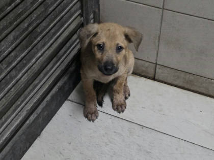 高雄市待認養狗｜混種犬｜黃色｜母