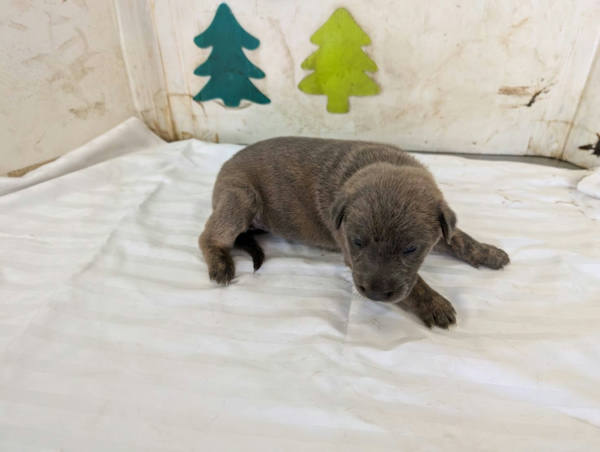 高雄市待認養狗 混種犬