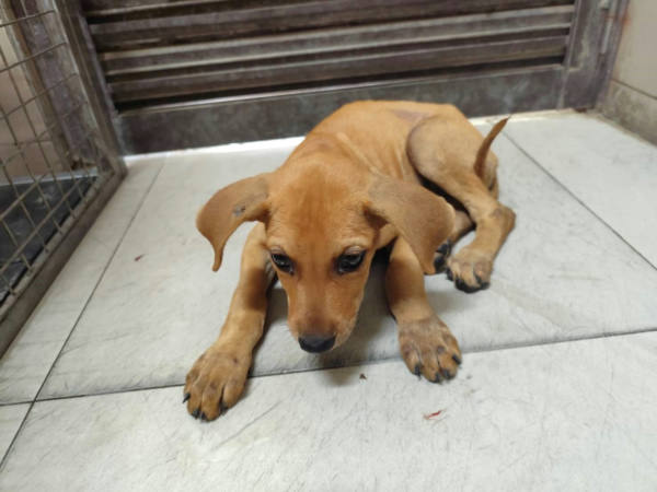 高雄市待認養狗 混種犬