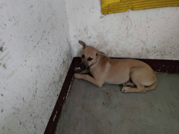 高雄市待認養狗 混種犬