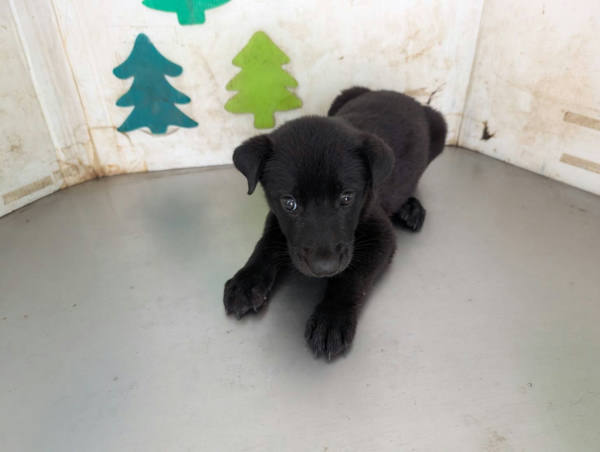高雄市待認養狗 混種犬