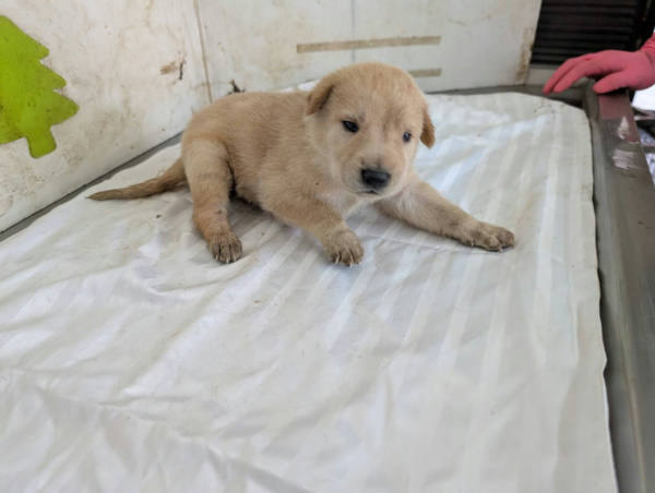 高雄市待認養狗 混種犬