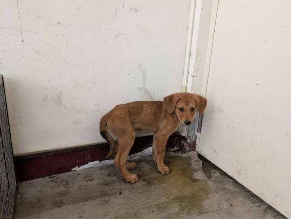 高雄市待認養狗 混種犬