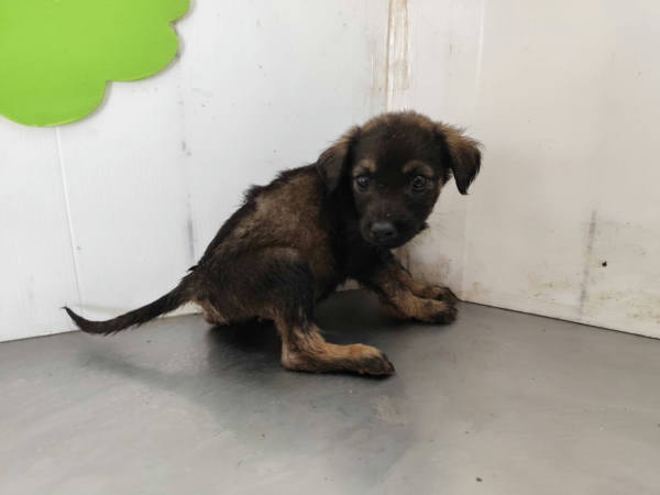 高雄市待認養狗 混種犬