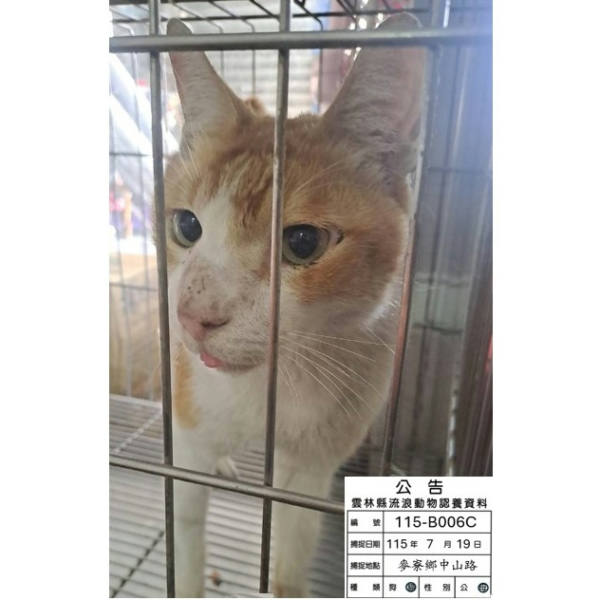 雲林縣待認養貓 混種貓