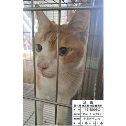 雲林縣待認養貓｜混種貓｜黃白色｜母