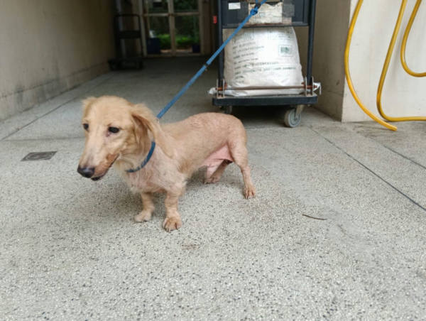 新竹市待認養狗 臘腸犬