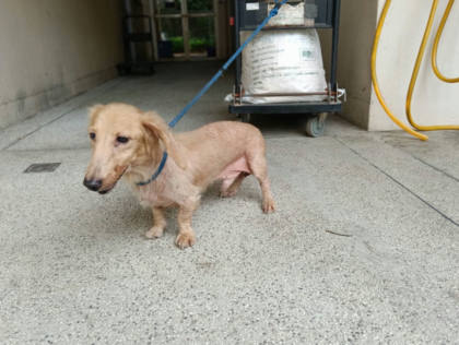 新竹市待認養狗｜臘腸犬｜黃色｜公