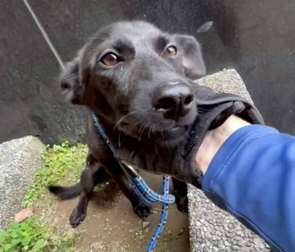 新北市待認養狗 混種犬