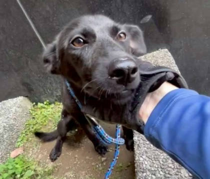新北市待認養狗｜混種犬｜黑色｜母