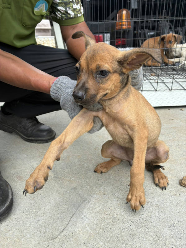 彰化縣待認養狗 混種犬