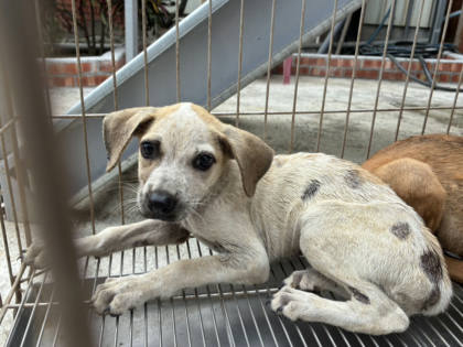 彰化縣待認養狗｜混種犬｜黃白色｜母