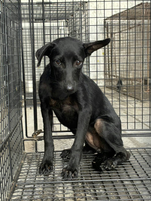 彰化縣待認養狗 混種犬