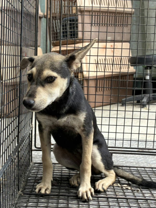 彰化縣待認養狗 混種犬