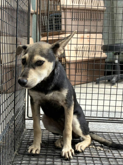 彰化縣待認養狗｜混種犬｜黑黃色｜母