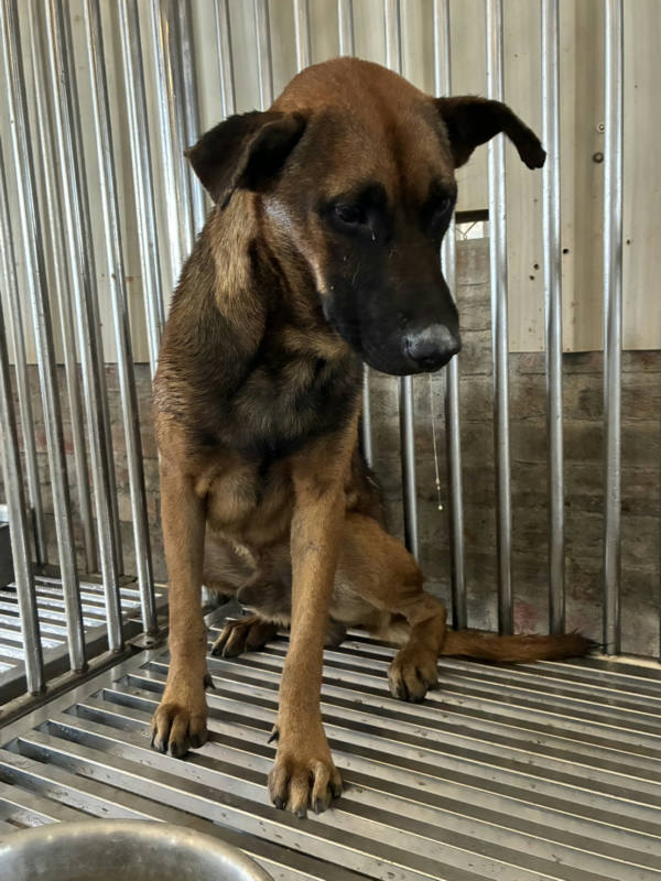 彰化縣待認養狗 混種犬