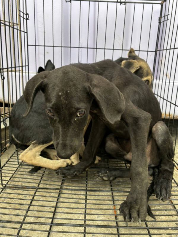 彰化縣待認養狗 混種犬