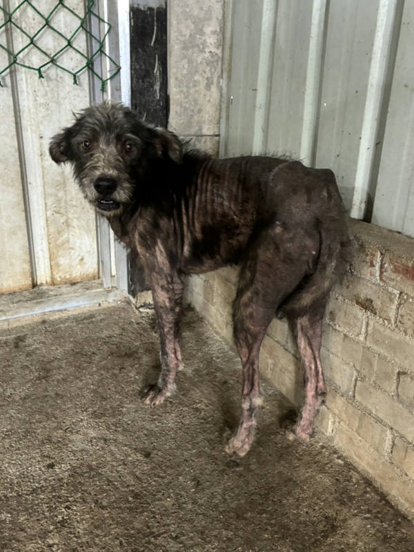 彰化縣待認養狗 混種犬