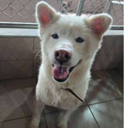 台南市待認養狗｜柴犬｜白色｜母