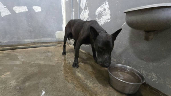 新竹市待認養狗 混種犬