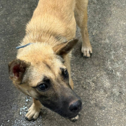 台東縣待認養狗｜混種犬｜黃色｜母