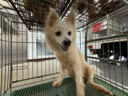 桃園市待認養狗｜日本狐狸犬｜白色｜公