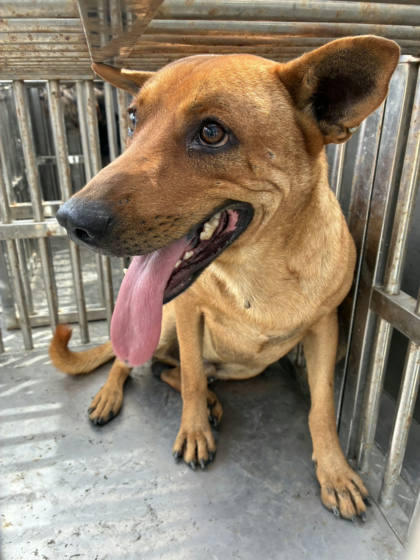 彰化縣待認養狗｜混種犬｜黃色｜公