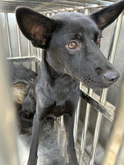 彰化縣待認養狗｜混種犬｜黑虎斑色｜母