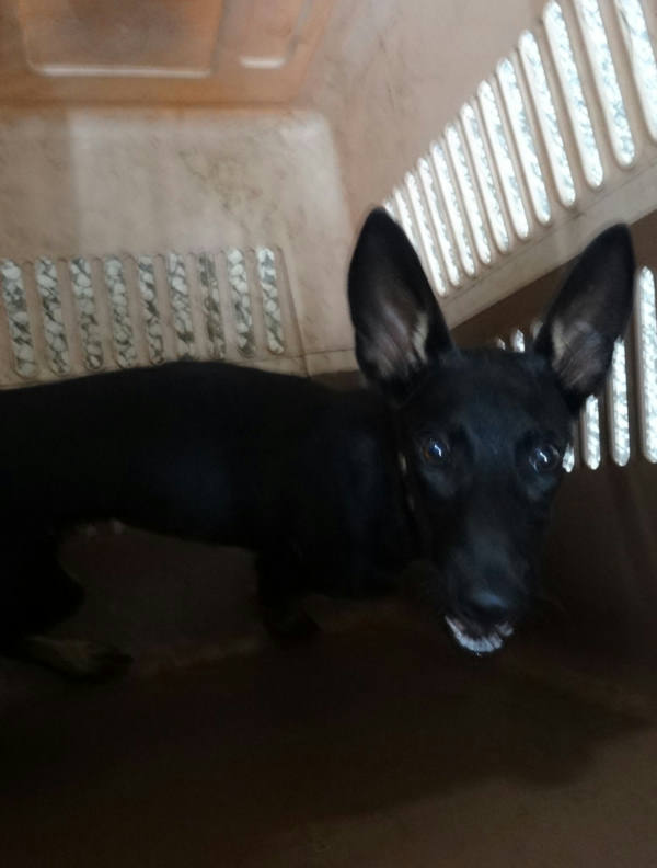 宜蘭縣待認養狗 混種犬
