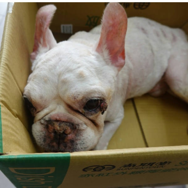 台南市待認養狗 法國鬥牛犬