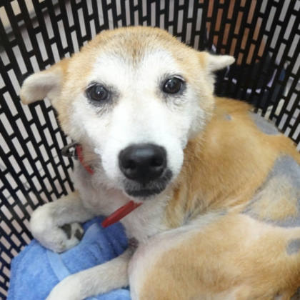 台南市待認養狗｜柴犬｜黃色｜母