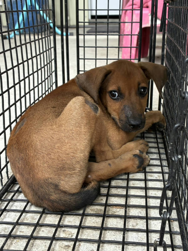 彰化縣待認養狗 混種犬