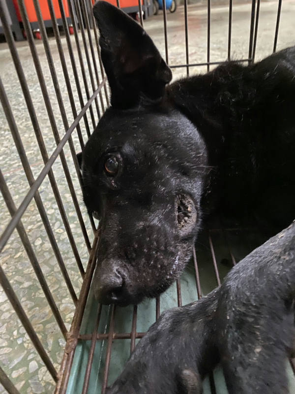台南市待認養狗 混種犬