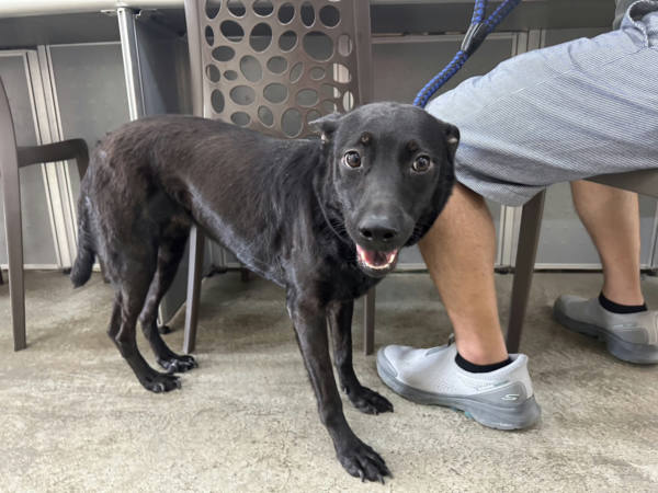 台北市待認養狗 混種犬