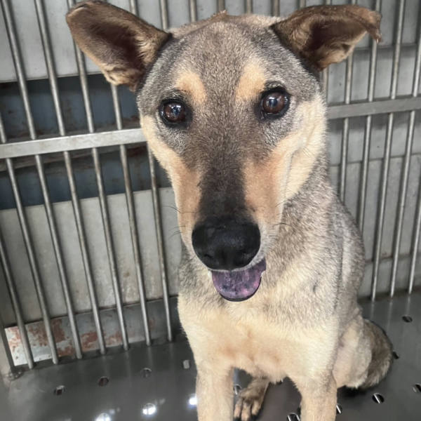 新北市待認養狗 混種犬